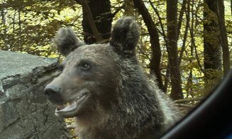„Safari cu urși” pe Transfăgărășan, noua modă în turismul autohton