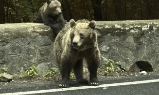 „Safari cu urși” pe Transfăgărășan, noua modă în turismul autohton