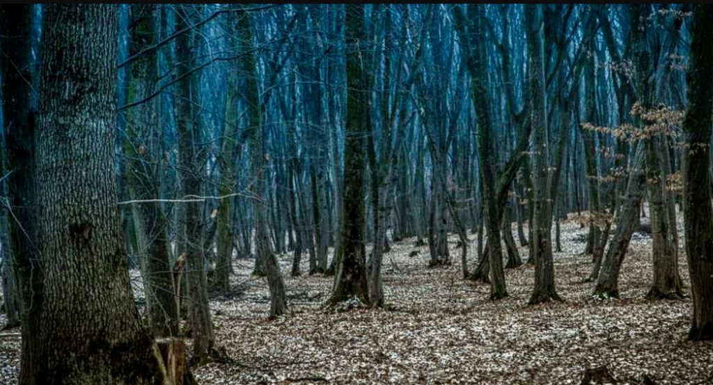 Descoperire tragică în Cluj. Un bărbat a fost găsit spânzurat în pădurea Hoia