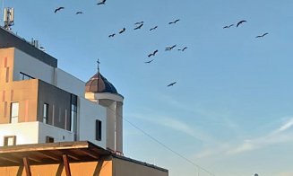 Teren de antrenament de 4 stele pentru zeci de berze care îşi pregătesc puii pentru prima lor călătorie spre ţările calde