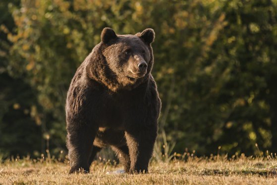 RO-ALERT pe Transfăgărășan: Băiat de 14 ani, atacat de un URS