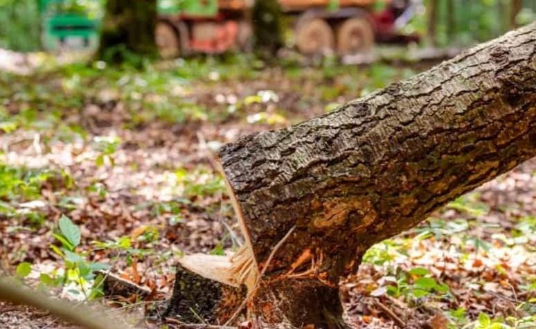 O bucată de copac a căzut peste o persoană, într-un sat din Cluj. Victima a decedat