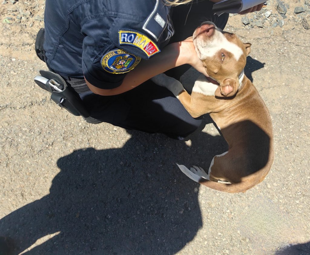 Poliția Animalelor intervine în forță la Cluj: Peste 100 de sancțiuni și amenzi de zeci de mii de lei