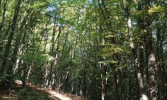 Poveste de toamnă pe Inelul Verde Metropolitan / "Copacii se luau la trântă cu tot felul de arătănii"