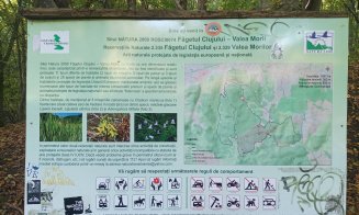 Poveste de toamnă pe Inelul Verde Metropolitan / "Copacii se luau la trântă cu tot felul de arătănii"