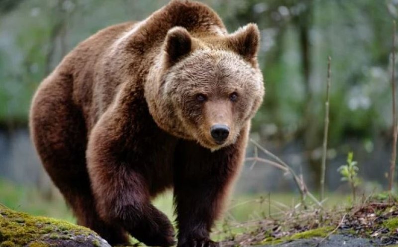 Urșii au fost subiectul a peste o treime din mesajele RO-Alert, de la începutul acestui an. Au fost transmise aproape 1.900 de avertizări