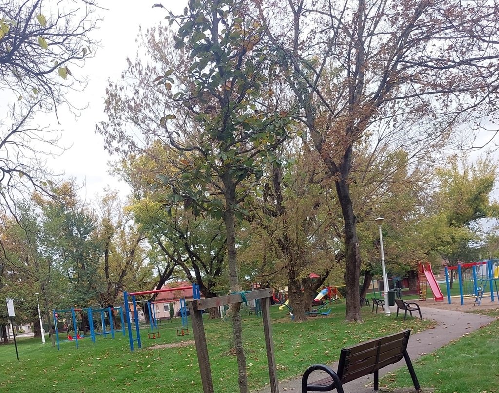 Un sfert dintre copacii plantați în Oradea în ultimii trei ani s-au uscat