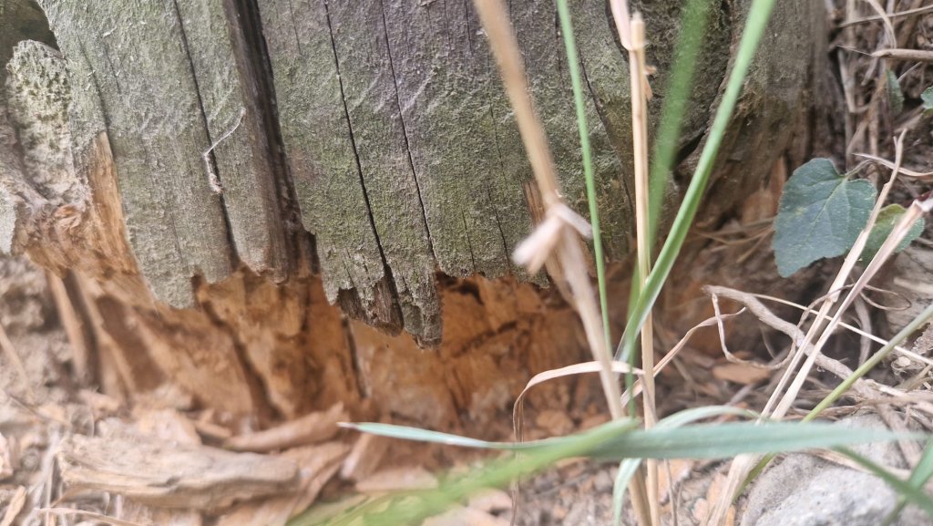 Stâlpi de curent din lemn putred, care stau să cadă la datorie în judeţul Cluj. Oamenii le-au pus pari, ca la porodici
