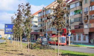 La Turda, continuă plantarea arborilor pe Coridorul Central / Primarul Cristian Matei: „Un oraș verde e un oraș frumos”