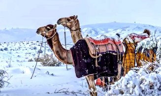 A nins pentru prima dată într-un deșert din Arabia Saudită, unde temperaturile ajung și la 55 de grade