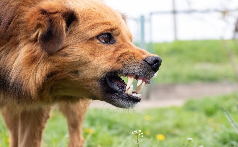 Familie atacată de un câine agresiv, pe Plopilor. "Suntem în stare de șoc"