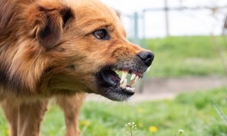 Familie atacată de un câine agresiv, pe Plopilor. "Suntem în stare de șoc"