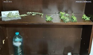 Cultiva canabis ca un profesionist în Cluj, dar DIICOT i-a dat planurile peste cap. Ce au descoperit polițiștii