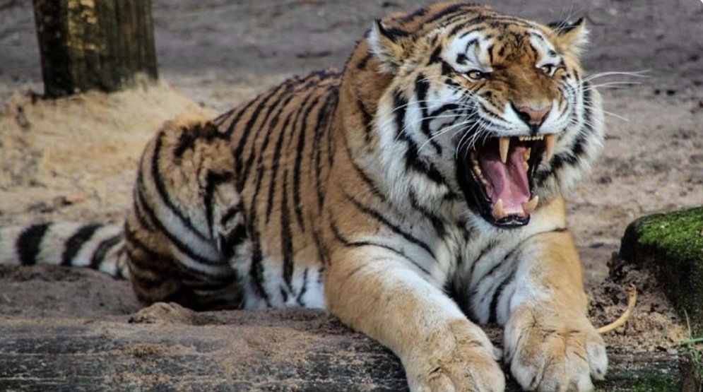 Caz șocant la o grădină zoologică: Un angajat a fost ucis de un tigru