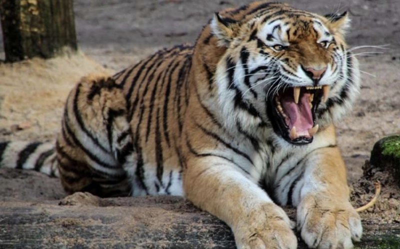 Caz șocant la o grădină zoologică: Un angajat a fost ucis de un tigru