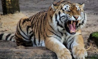 Caz șocant la o grădină zoologică: Un angajat a fost ucis de un tigru