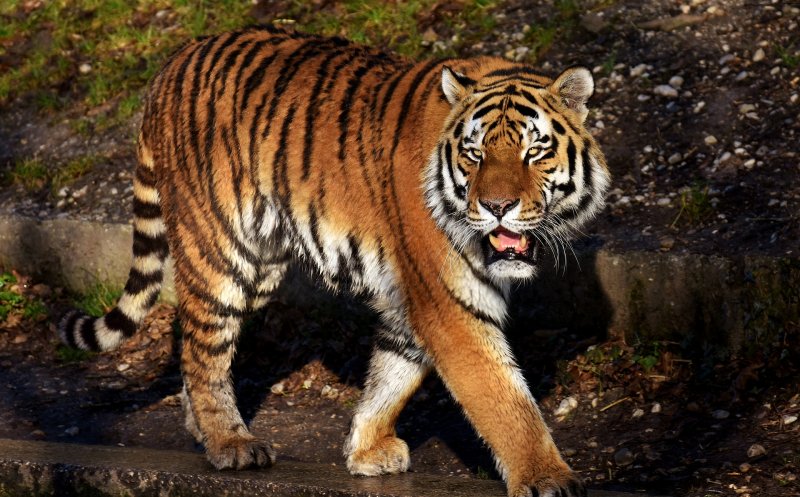 Tragedie la o grădină zoologică din țară! Un bărbat a murit după ce a fost atacat de un tigru