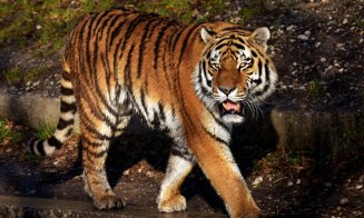 Tragedie la o grădină zoologică din țară! Un bărbat a murit după ce a fost atacat de un tigru