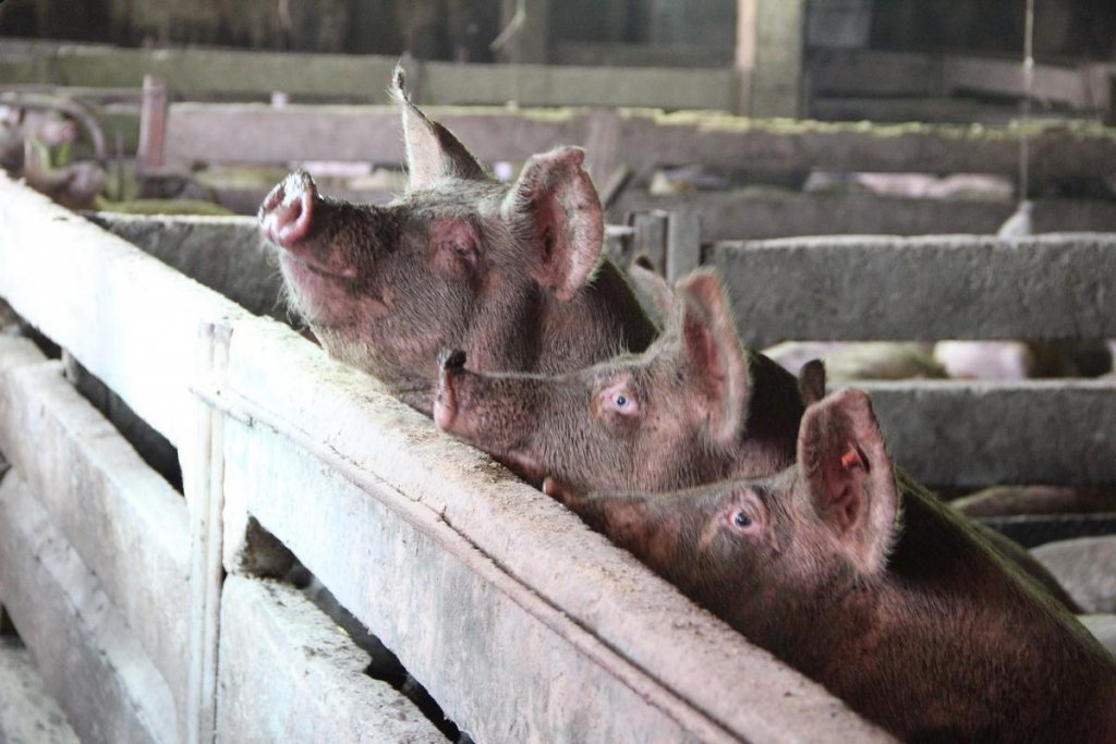 Porcul de Crăciun, la control! ANSVSA anunță amenzi uriașe pentru românii care vând ilegal carne