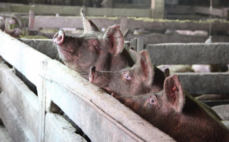 Porcul de Crăciun, la control! ANSVSA anunță amenzi uriașe pentru românii care vând ilegal carne
