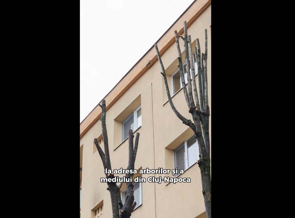 Amenzi pentru firme care au ''ciuntit'' copacii din Cluj-Napoca. Au plantat arbori noi pe chletuiala lor