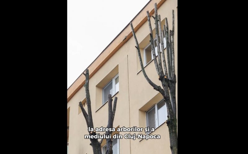 Amenzi pentru firme care au ''ciuntit'' copacii din Cluj-Napoca. Au plantat arbori noi pe chletuiala lor