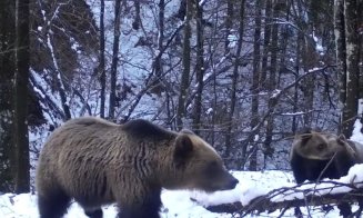 Imagini spectaculoase din Parcul Natural Munții Maramureșului! O ursoaică și puii săi explorează o cameră de monitorizare a faunei