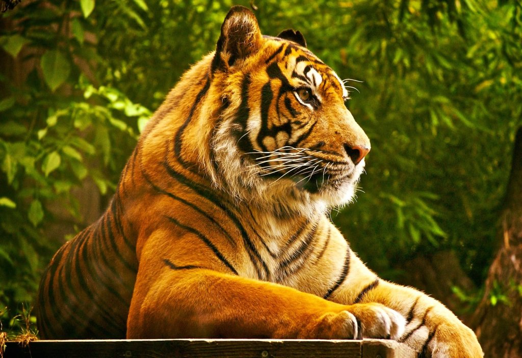 Familia bărbatului UCIS de tigru la Zoo în Pitești: ”Nu am fost anunțați de nimeni din administrație. Știrea am aflat-o de pe Facebook. Pozele cu el franjuri circulă de la om la om...”