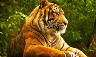 Familia bărbatului UCIS de tigru la Zoo în Pitești: ”Nu am fost anunțați de nimeni din administrație. Știrea am aflat-o de pe Facebook. Pozele cu el franjuri circulă de la om la om...”