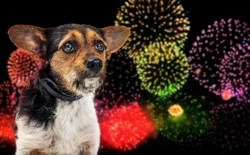 „Artificiile sunt pentru o noapte. Animalele, pentru o viață” / Boc: "Clujul se îndreaptă spre dimensiunea asta de a renunța încet, dar sigur, la focurile de artificii"