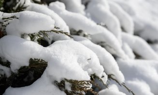 Iarnă à la Cluj în IMAGINI