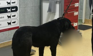 CRUZIME fără limite la Cluj: Posibil nişte minori au prins un câine, prea blând ca să se apere, și i-au aprins o petardă în gură / "Pentru acest 