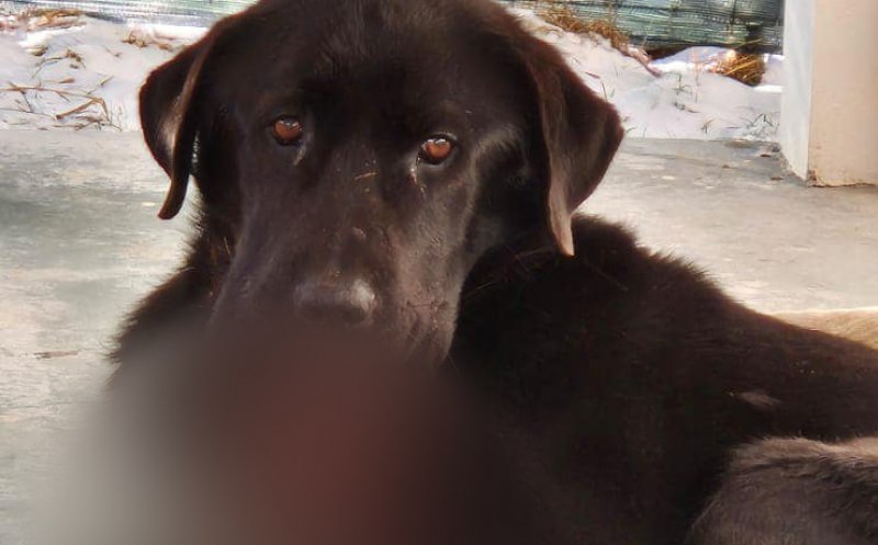 CRUZIME fără limite la Cluj: Posibil nişte minori... au prins un câine, prea blând ca să se apere, și i-au aprins o petardă în gură / "Nu s-a mai putut face nimic"