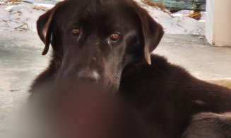 CRUZIME fără limite la Cluj: Posibil nişte minori... au prins un câine, prea blând ca să se apere, și i-au aprins o petardă în gură / "Nu s-a mai putut face nimic"