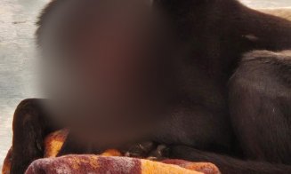 CRUZIME fără limite la Cluj: Posibil nişte minori au prins un câine, prea blând ca să se apere, și i-au aprins o petardă în gură / "Pentru acest 