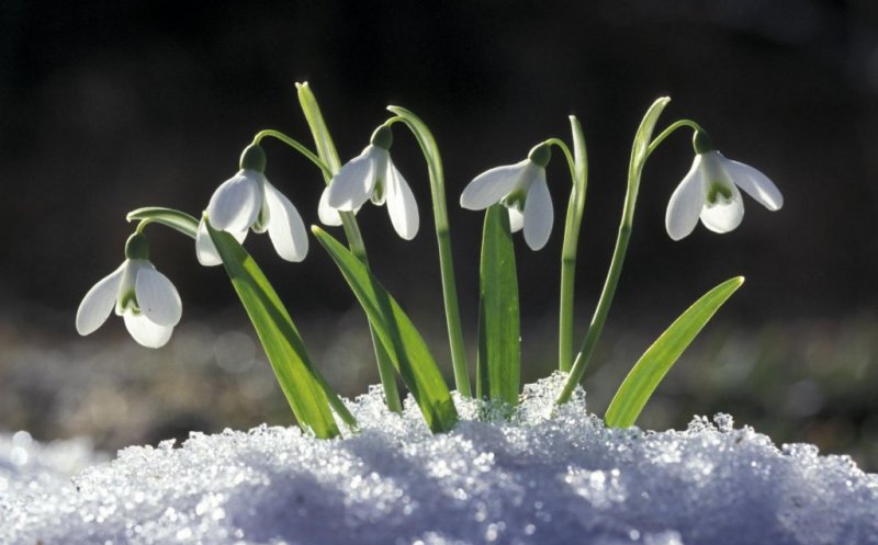 Gata iarna? Meteorologii anunță temperaturi de primăvară în plin ianuarie
