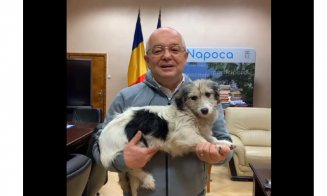 Sterilizare gratuită pentru câinii și pisicile din Cluj-Napoca. Procedura de înscriere