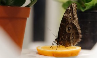 La Iulius Mall Cluj poți să te plimbi printre fluturi și să descoperi viața fascinantă a albinelor, în cadrul „Expoziției educative de Fluturi și Albi