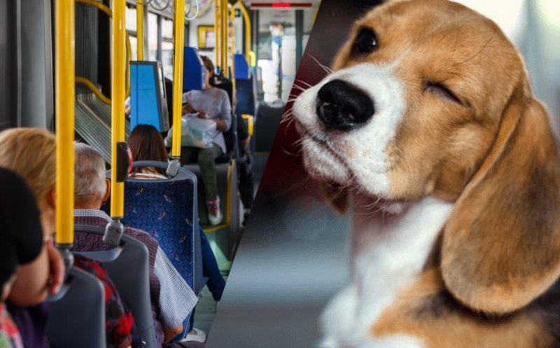Ai urcat cu animalul de companie în mijloacele de transport CTP? Plătești bilet