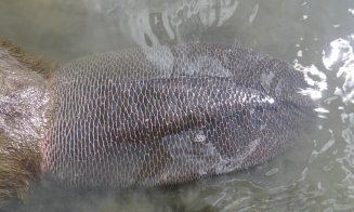 Fier şi magneziu în dinții portocalii ai celui mai mare rozător de la noi / Pune la pământ copacii, mai ceva ca o drujbă