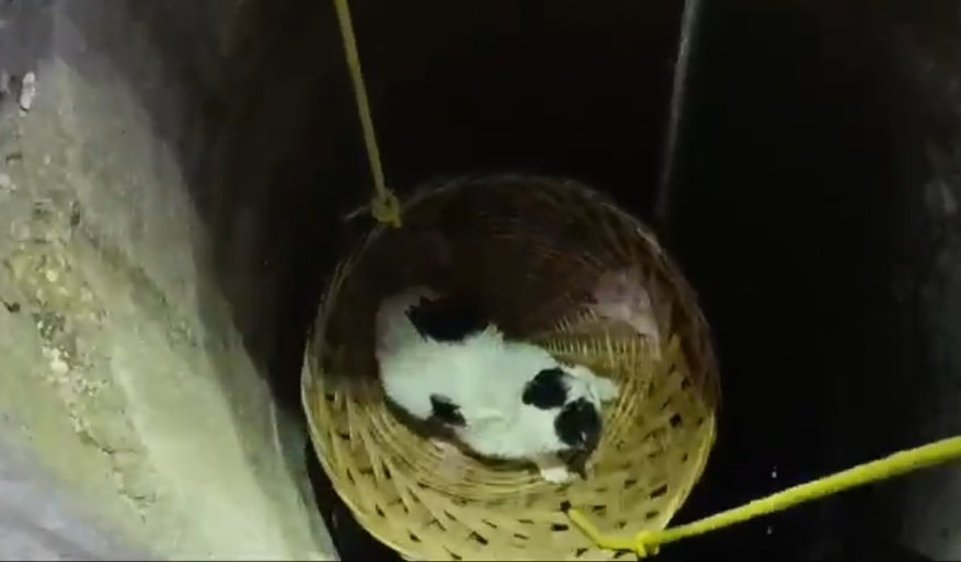Misiune specială pentru pompierii clujeni. Au salvat o pisică ce a căzut într-o fântână