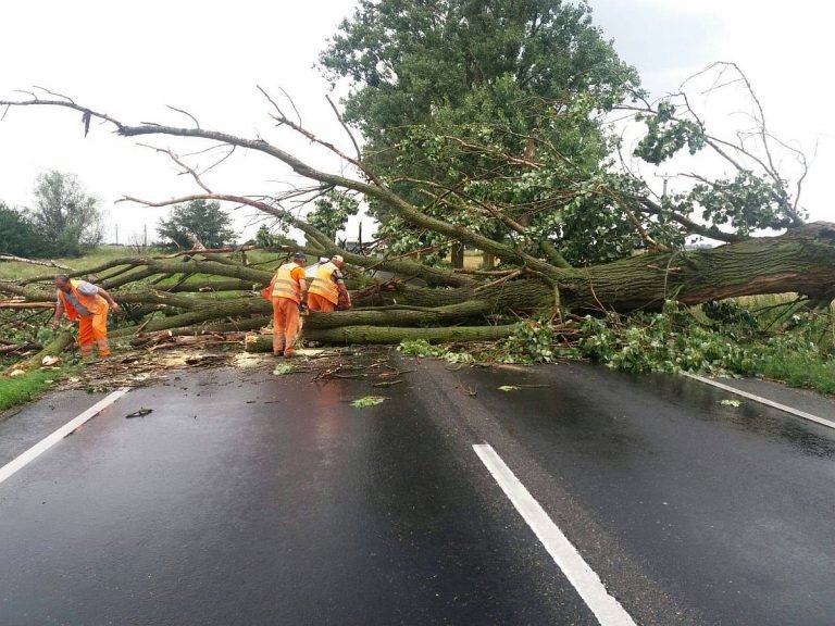 Copac căzut pe un drum din județul Cluj. Circulația a fost oprită
