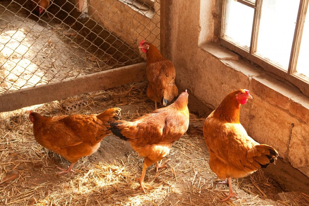 Carnea de pasăre, oaie și vacă din România ajunge pe o nouă piață. Unde va fi exportată