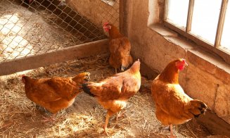 Carnea de pasăre, oaie și vacă din România ajunge pe o nouă piață. Unde va fi exportată