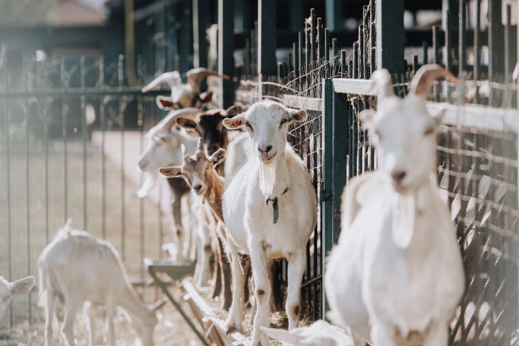 Carnea de oaie și capră din România va fi exportată din nou în Arabia Saudită. Anunțul ANSVSA