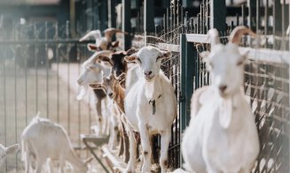 Carnea de oaie și capră din România va fi exportată din nou în Arabia Saudită. Anunțul ANSVSA