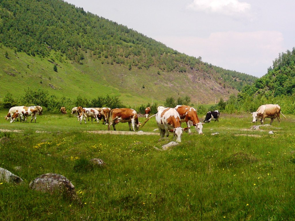 Animale și echipamente furate dintr-o fermă din Cluj. Ce spun polițiștii