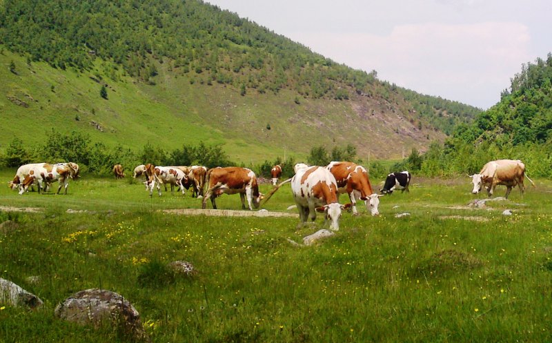 Animale și echipamente furate dintr-o fermă din Cluj. Ce spun polițiștii