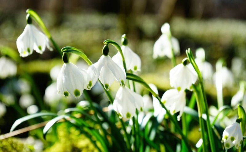Săptămâna 24 februarie - 3 martie, ultima cu temperaturi mai mici. Ce urmează