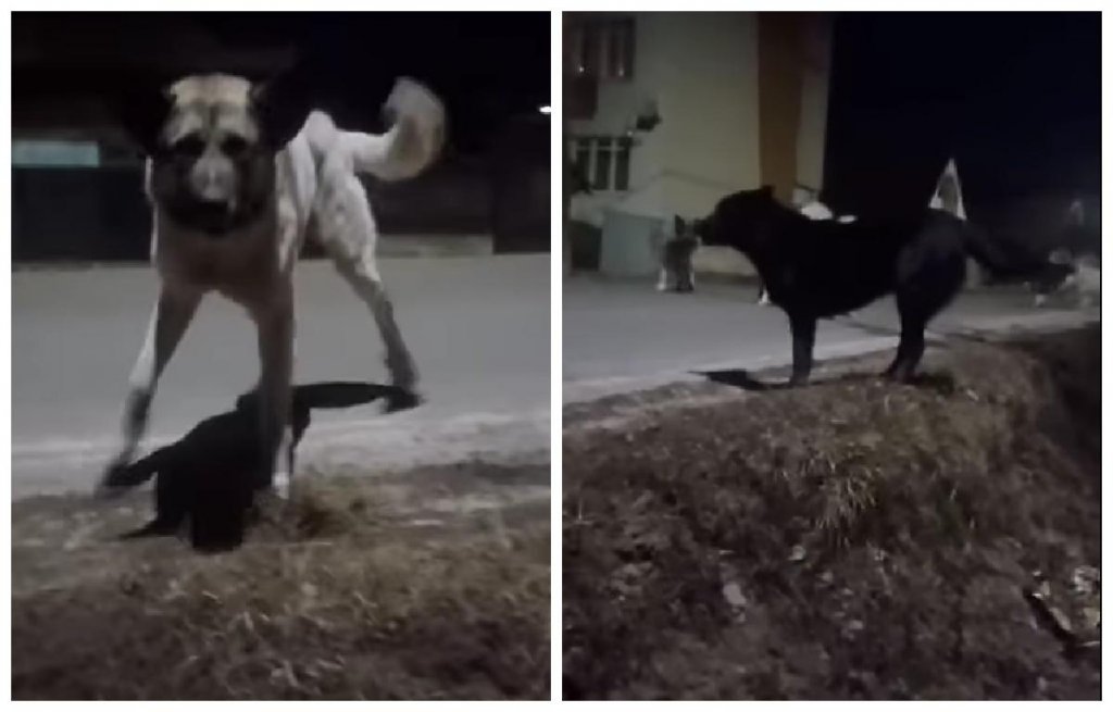 Cercetări în Huedin după ce o femeie a fost atacată de 11 câini. Poliția anchetează autoritățile locale pentru neglijență